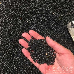 种子发芽：紫得发黑的“优等生”