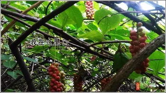 广东嫩否种植优质五味子？关键障碍是什么？如何突破种植难题？