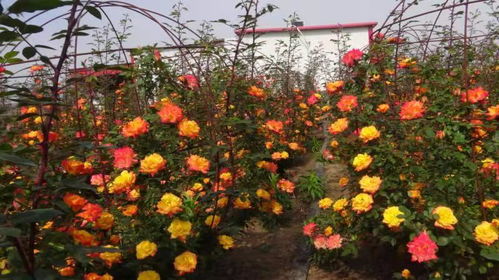 政府的大力支持