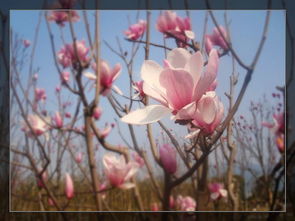 紫玉兰的形态特征与繁殖方法