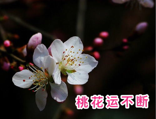 揭秘桃花运：十二生肖与桃花邂逅的秘密