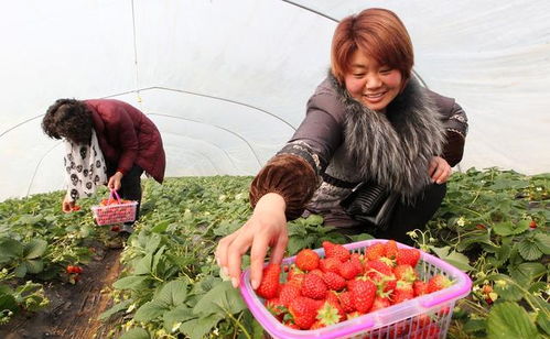 草莓高产种植技巧，如何实现亩产翻番