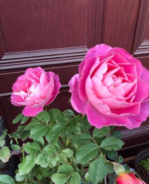 种植季节：四吻月季的Zui佳亮相时间