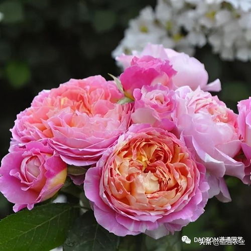 珊瑚果冻月季：粉嫩得让人心动