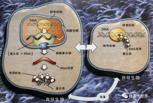 生物活化石基因强大吗？揭秘古老生命的奥秘