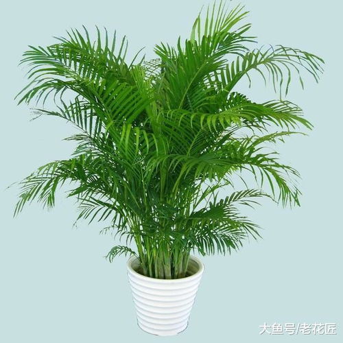散尾葵种植后如何保证其快速成活