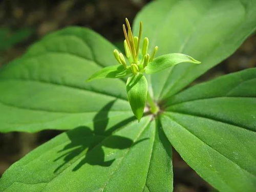 花蕾与叶片的互动