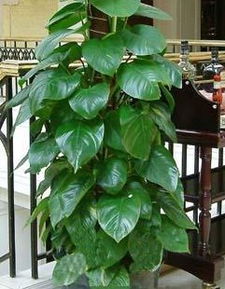 那里的花草，名贵又美丽