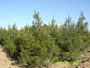 合理施肥，修剪，白皮松梗健康