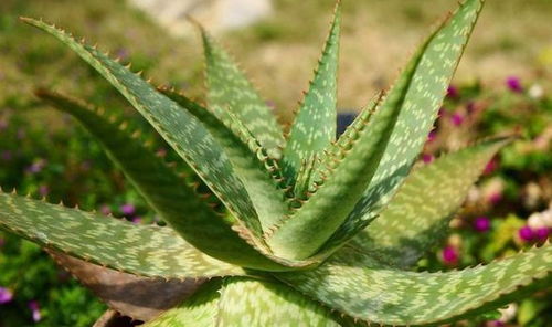 芦荟换盆后为何萎蔫不振？有哪些养护技巧可以避免这种情况