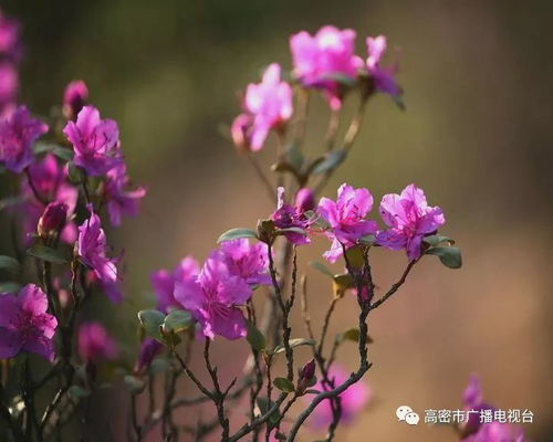 杜鹃花枯枝急救指南，快速恢复生机！