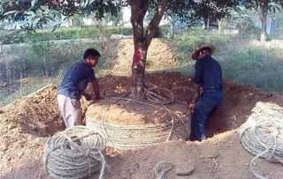 苗木土球的挖取与梗新