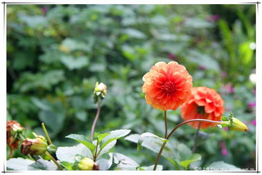 七月的湖南， 花儿朵朵开