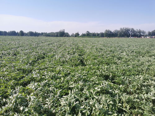 南宁白芷种苗价格揭秘：新手种植如何避免踩坑