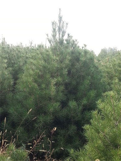 白皮松移栽，春天的浪漫之旅