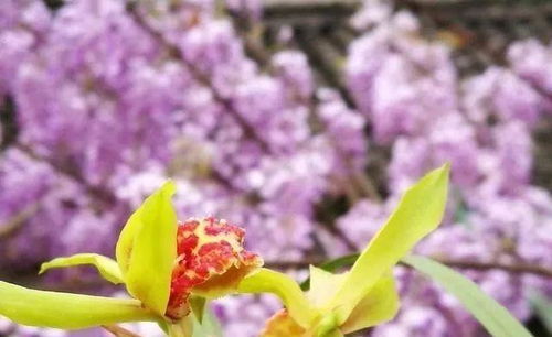 紫藤桩的种植技巧：实践