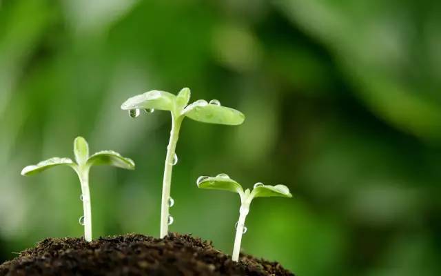 珊瑚豆长芽茧，为何形成独特结构