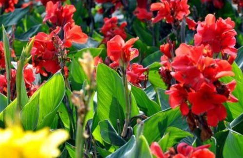 河南气候环境下的花卉种植之道