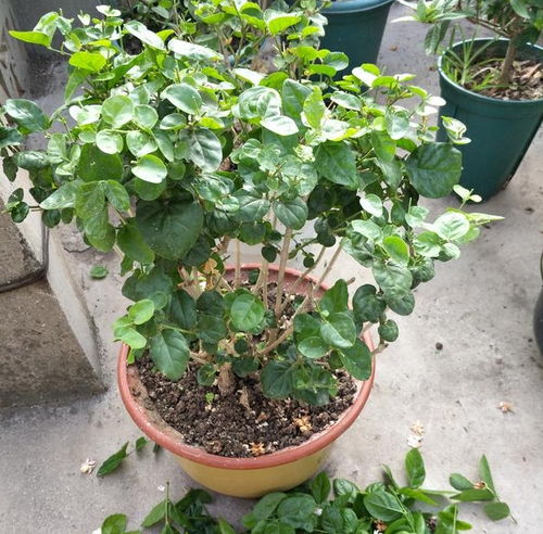 茉莉花冬季能否直接放在室外过冬？冬天修剪茉莉花需要注意哪些事项