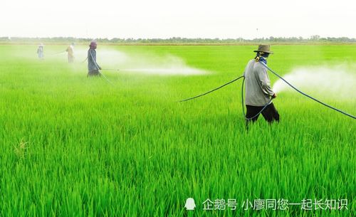 菜农的建议与农药使用
