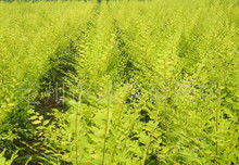 三、不同规格的金叶垂榆价格