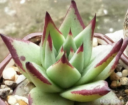 多肉植物发霉了怎么办？如何挽救