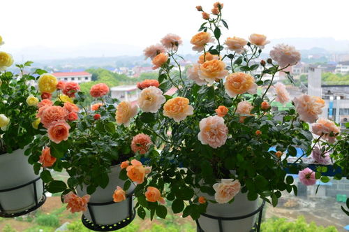 春光里月季花盛开