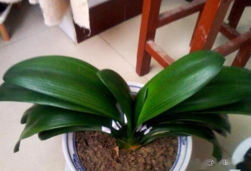 残花枝叶的归宿