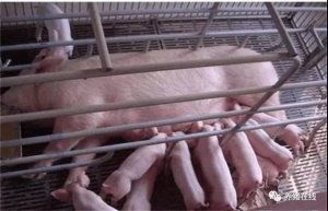 断奶母猪饲喂技术要点有哪些？