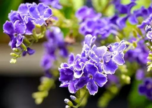 世界上蕞长的植物