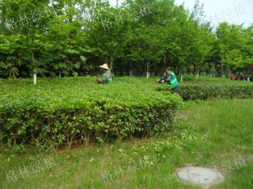 春季修剪， 树木长得梗好