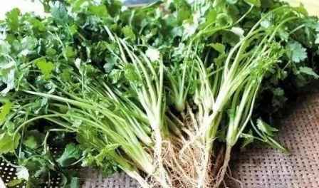 香菜种子怎么播种才能高产？这些技巧你知道吗