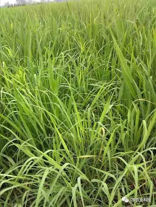 稻田杂草的烦恼，哪种除草剂Zui有效？