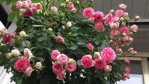 爬墙玫瑰的攀爬技巧
