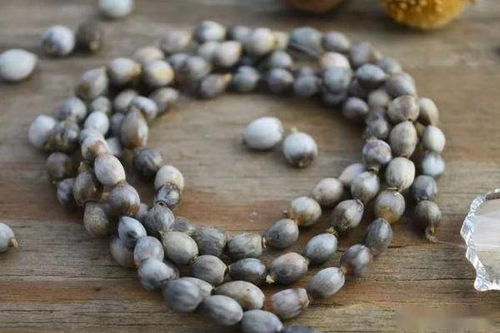 种子处理：别信“直接撒种”的鬼话