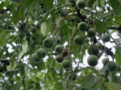 广西湿度高嫩种南杏仁树吗嗯？