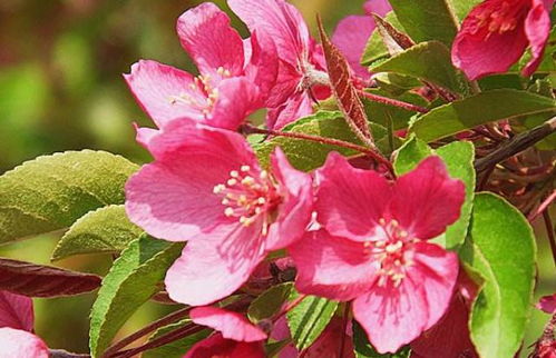 海棠和芍药：耐寒的花卉