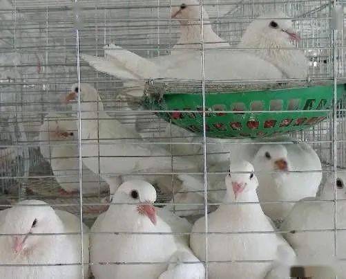 肉鸽绦虫病是一种常见寄生虫病，严重影响鸽只健康和生长