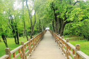 河南柏树三米高价格之谜