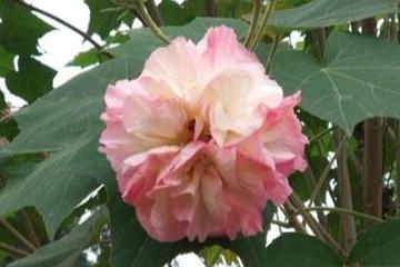 芙蓉花生长在水域边？这几个地方最常见