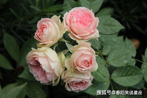 新栽月季的适应期