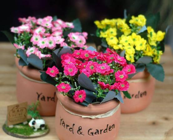 季节性的变化与花卉养护