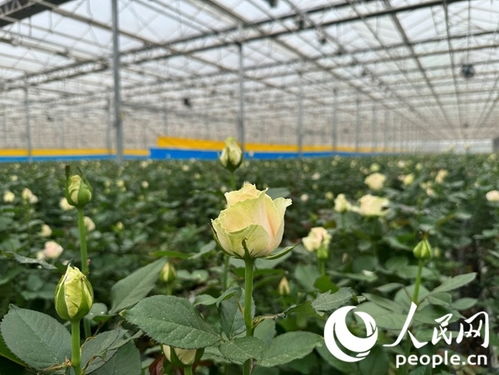 前言：玫瑰花的浪漫与挑战