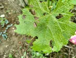 居住者持续暴露在含有高效氯氰菊酯的环境中