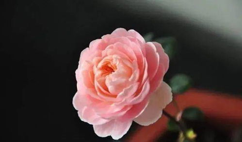月季花品种繁多，你知道哪些常见的月季花品种吗