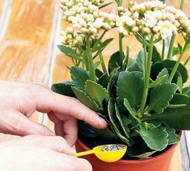 维生素B1，让根壮壮的