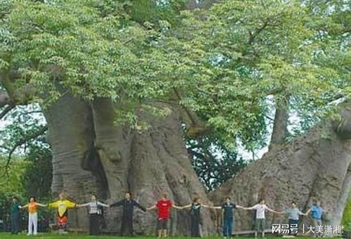 银杏树的高度与房子