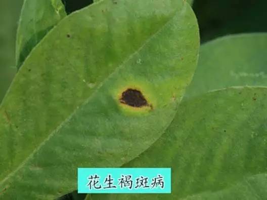 使用注意事项：平安用药， 保护环境