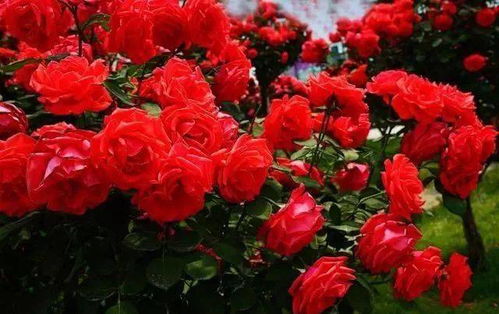 原因四：阳光不足， 月季也需要呵护