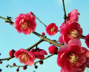 武汉市花是梅花，你知道它的花语和寓意吗